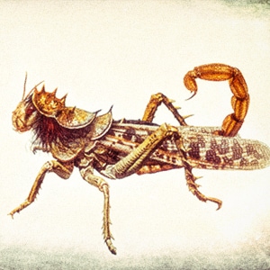 The Locust 